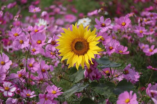 ピンクの満開の秋桜畑にひまわりの花の風景 ピンク,満開,秋桜の写真素材