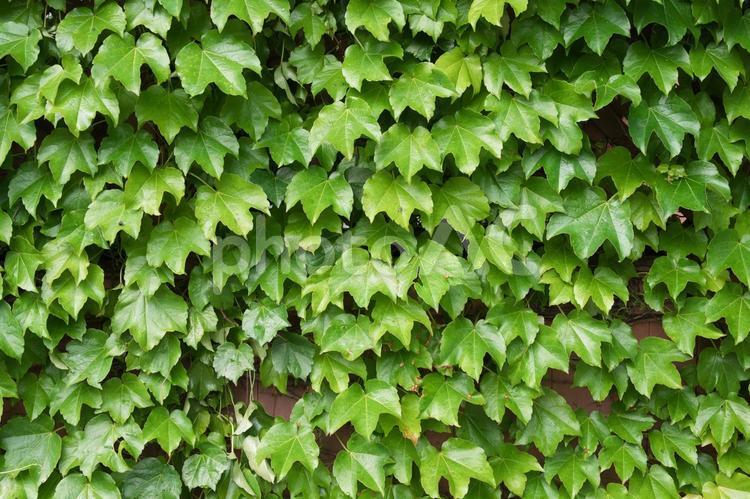 壁を覆う緑の葉のパターン ツタ,背景,つたの写真素材