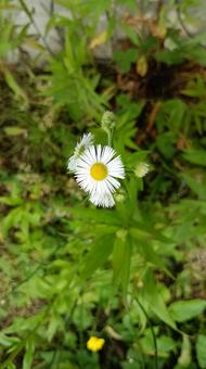 雑草もきれい 雑草もきれいの写真