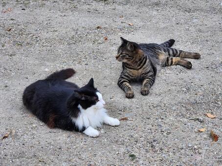 仲良く日向ぼっこ 猫,ハチワレ,二匹の写真素材