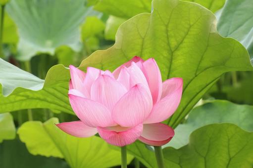 蓮の花2025 蓮の花2025の写真
