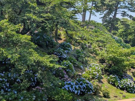 Hydrangea Mountain, JPG