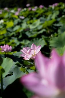 蓮の花 蓮の花,ハスの花,花の写真素材