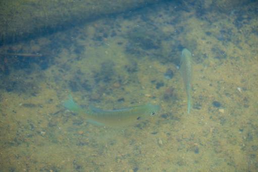 Small fish swimming in the clear stream, JPG Small fish swimming in the clear stream, JPG