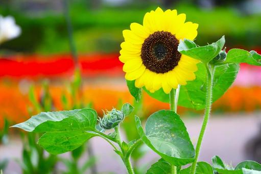 袖ケ浦公園の「初夏に咲いた向日葵の花」 袖ケ浦公園の「初夏に咲いた向日葵の花」 ひまわり,向日葵,花の写真素材