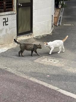 Stray cat in front of Jizo statue, JPG