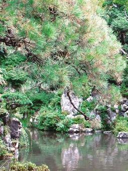 鳥取県-石谷家住宅-石谷氏庭園 鳥取県-石谷家住宅-石谷氏庭園 石谷家,住宅,重要文化財の写真素材