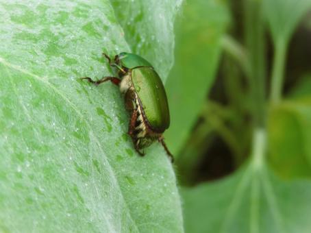 アオドウガネ アオドウガネ,節足動物,昆虫の写真素材