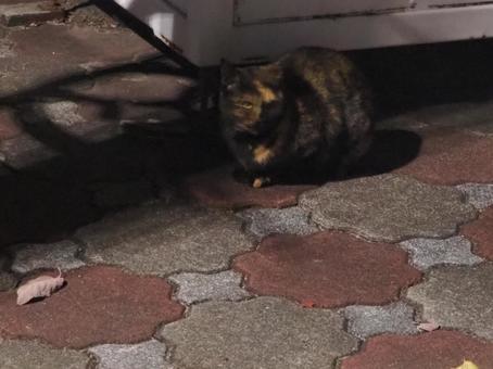 黒猫 黒猫の写真