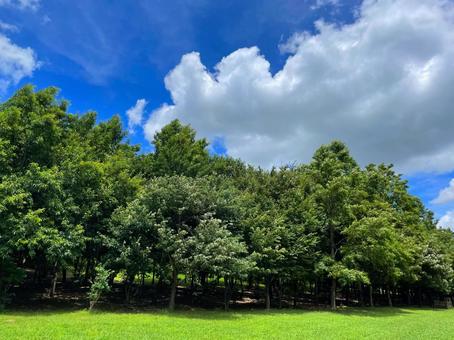 木々と青空 木々と青空の写真