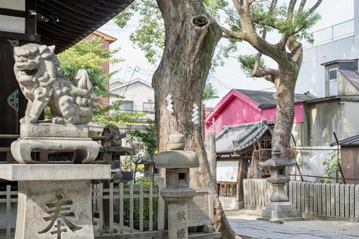 神社の狛犬と御神木が織りなす歴史ある景色 神社の狛犬と御神木が織りなす歴史ある景色の写真