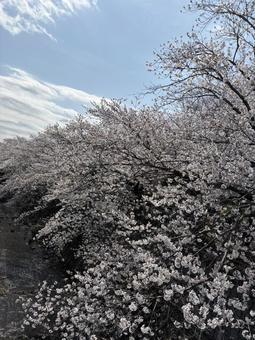 桜 桜の写真