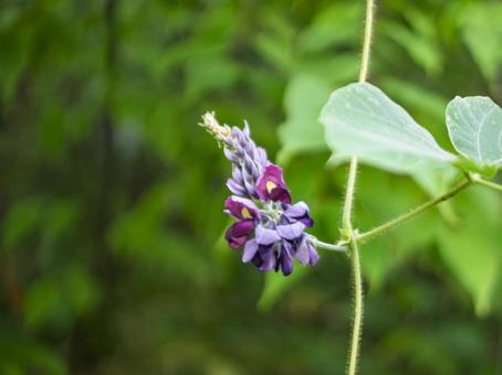 野に咲く紫の葛の花 野に咲く紫の葛の花の写真