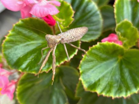 カマキリ カマキリ,ベゴニア,昆虫の写真素材