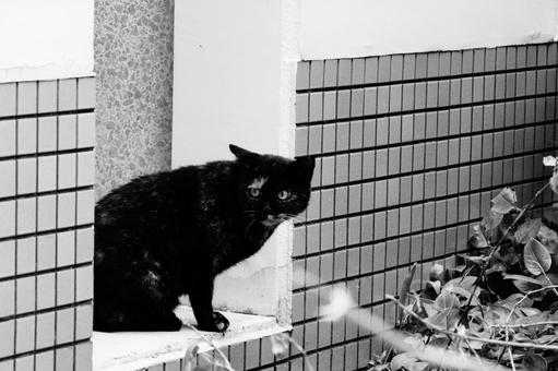 ねこ ねこの写真