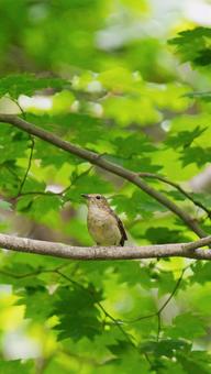 Photo, natural, landscape, wild bird, 