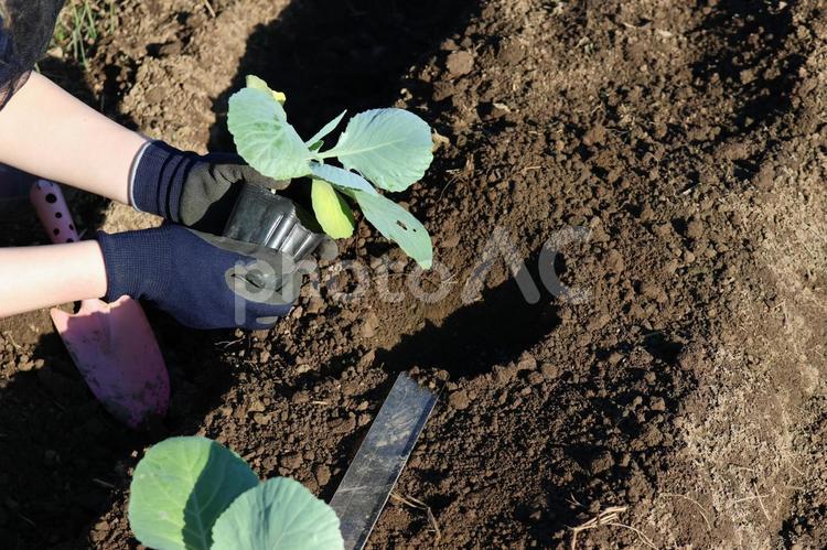 野菜の苗木を植える景色　4 苗,苗木,野菜の写真素材