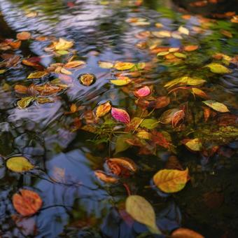 池に浮かぶ紅葉の葉と睡蓮の花 池に浮かぶ紅葉の葉と睡蓮の花の写真