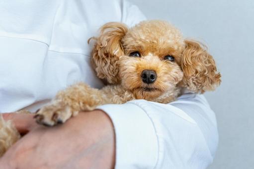 抱っこされるトイプードル 犬,トイプードル,トイプーの写真素材