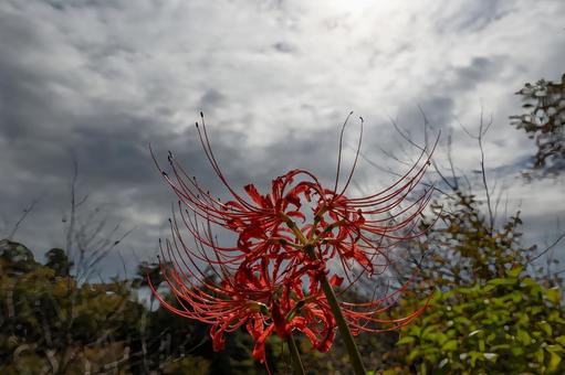 秋の空とコントラストが美しい彼岸花の風景 秋の空とコントラストが美しい彼岸花の風景 彼岸花,曼珠沙華,花の写真素材