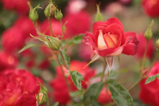 バラ園にて綺麗な薔薇を撮りました バラ園にて綺麗な薔薇を撮りました 花,薔薇,自然の写真素材