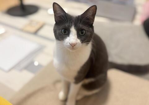 座るハチワレ猫 ねこ,cat,かわいいの写真素材