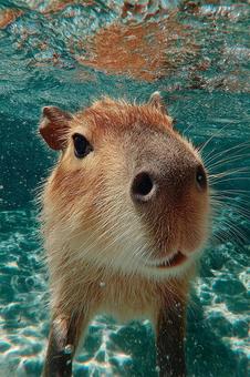 カピバラの癒やされる水中ショット カピバラの癒やされる水中ショットの写真