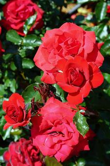 荒牧バラ園713　レベル 兵庫県,荒牧バラ園,バラの写真素材