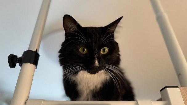 タキシード猫・靴下猫 猫,ペット,かわいいの写真素材