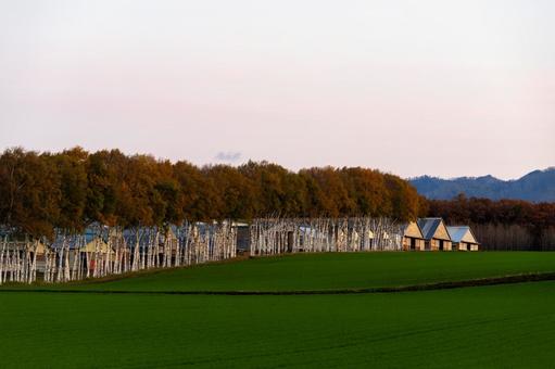 鮮やかな緑の畑と色づいた白樺の並木 白樺,緑,畑の写真素材