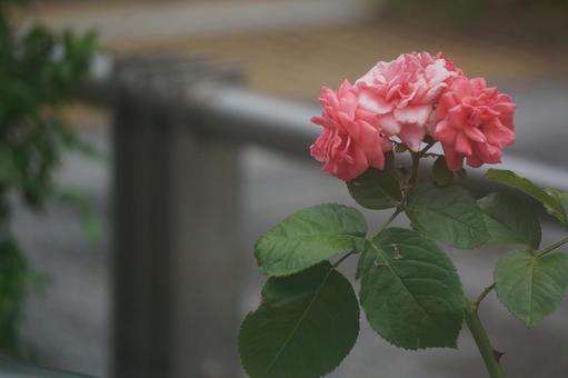 薔薇 薔薇の写真