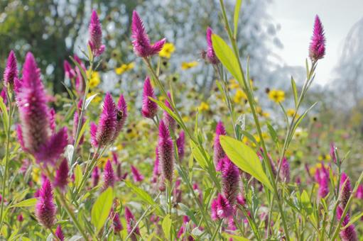 ケイトウと蜂 ケイトウ,蜂,ミツバチの写真素材