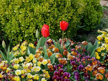 Tulips, JPG Tulips, JPG