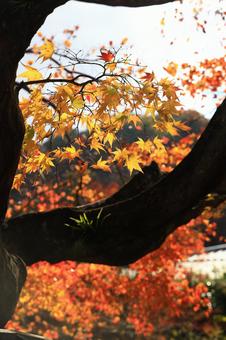 美しい京都の秋、紅葉の風景 美しい京都の秋、紅葉の風景の写真