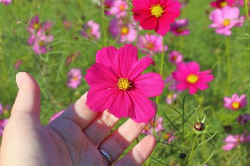 コスモス　花　手 花,コスモス,秋桜の写真素材