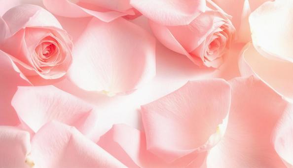 バラの花びら バラの花びらの写真