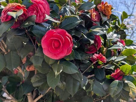 美しい椿の花 美しい椿の花の写真
