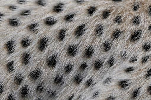 ダルメシアンの毛皮のテクスチャ ダルメシアンの毛皮のテクスチャの写真