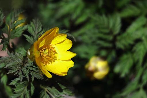 Flowers that bring happiness Flowers that bring happiness