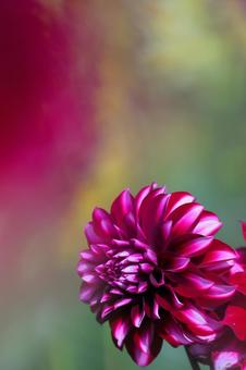 ファンタジックなダリア　縦画面の写真