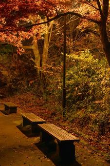 夜の公園に並ぶベンチと照らされる紅葉 ベンチ,椅子,イスの写真素材