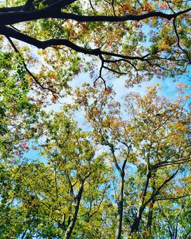 Early autumn sky, autumn leaves, blue sky, coloring, JPG