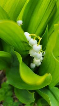 花 すずらん,白い花,植物の写真素材