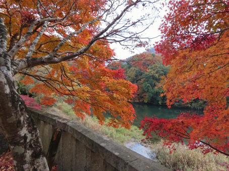 紅葉 紅葉,もみじ,川崖の写真素材