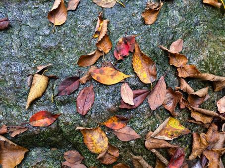 Fallen leaves, fallen leaves, deciduous leaves, wristband, JPG