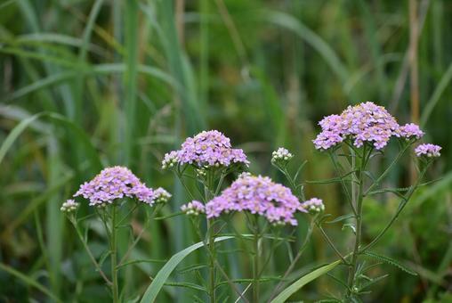 ノコギリソウ ピンクの小さな花の集まり ノコギリソウ ピンクの小さな花の集まり キタノコギリソウ,ノコギリソウ,高山植物の写真素材