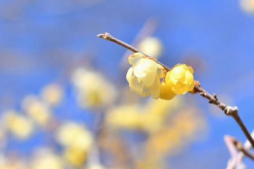蝋梅の花 蝋梅,花,冬の写真素材