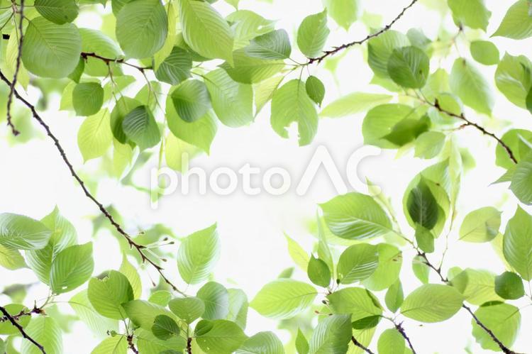 桜の葉っぱ　新緑 グリーン,自然・風景,みずみずしいの写真素材