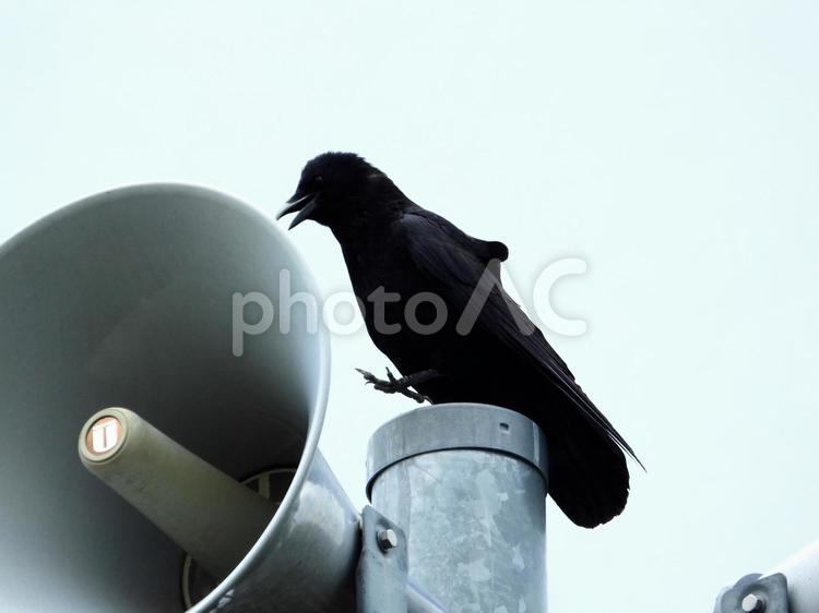 スピーカーの上にとまるカラス 鳥,野鳥,カラスの写真素材