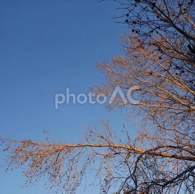 枯れ木と青空 枯れ木,青空,木の写真素材